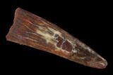 Fossil Pterosaur (Siroccopteryx) Tooth - Morocco #134646-1